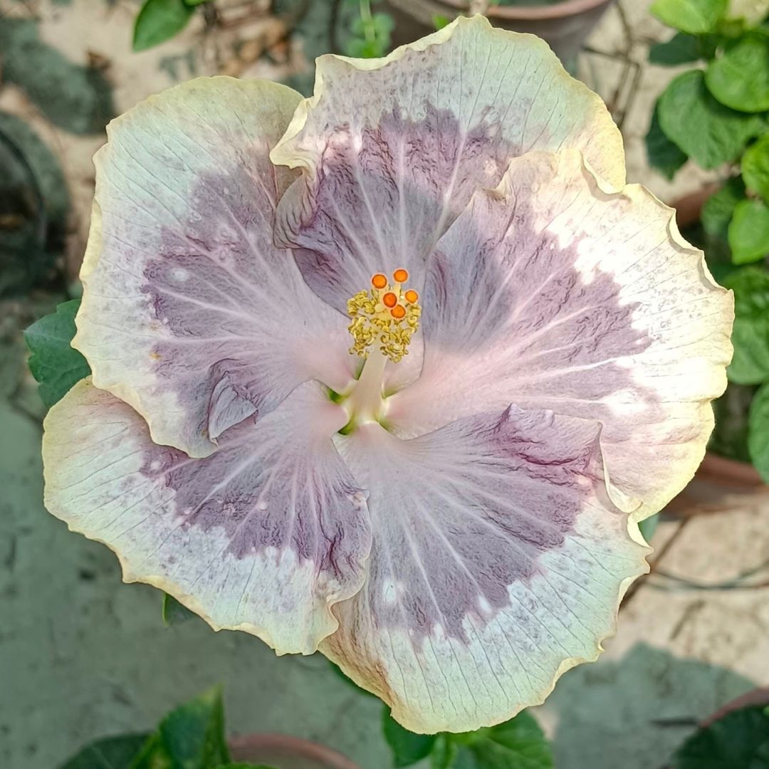 Chi's Garden Lavender Frosting Hibiscus