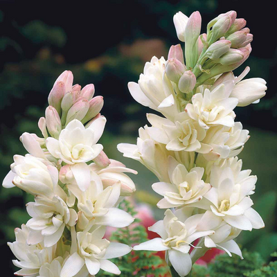 Polianthes Tuberose (Rajnigandha) - Mix Colour (Large Size Imported Bulbs)