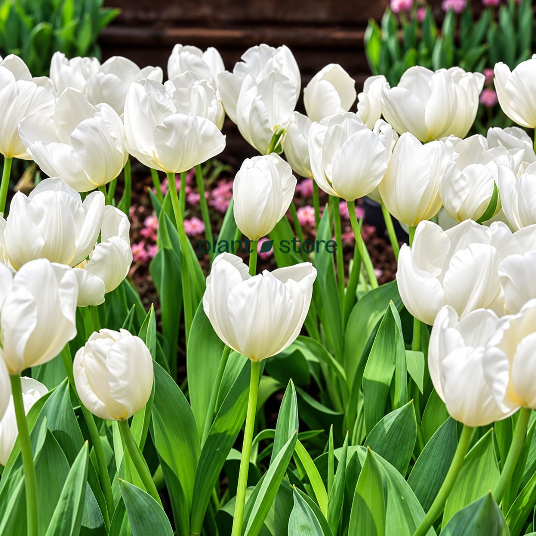 Dutch Tulip Hakuun  Flowering Bulbs (Netherland Imported)