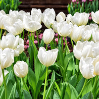 Dutch Tulip Hakuun  Flowering Bulbs (Netherland Imported)