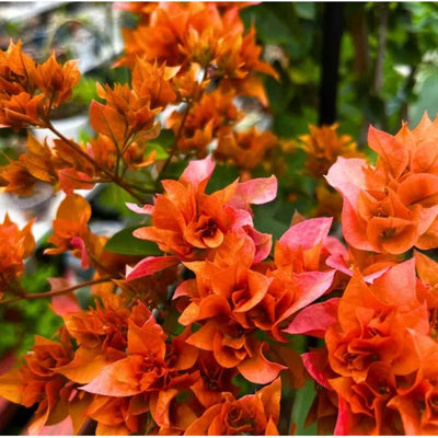 Sundown Orange Bougainvillea
