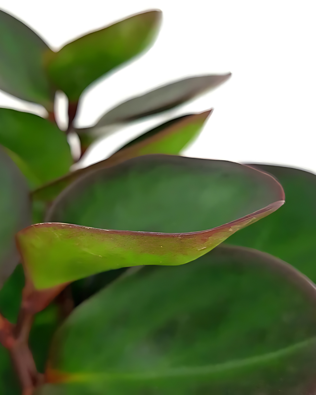Peperomia "Red Margin" - plant store® 