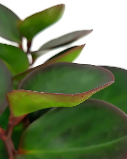 Peperomia "Red Margin"