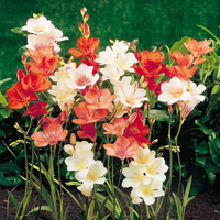 Tritonia Flowering Bulbs (Mix Colours)