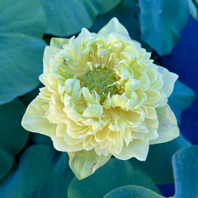 Morning Fog Lotus Tuber