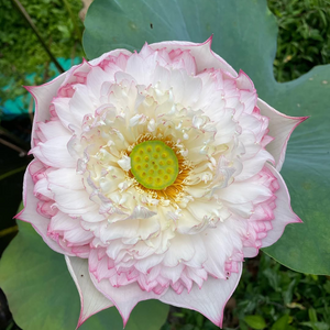 Akhila Lotus Tuber