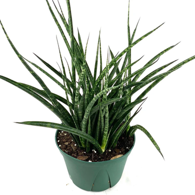 Sansevieria Fernwood (Potted)