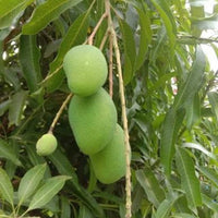 Safeda Mango Grafted Tree