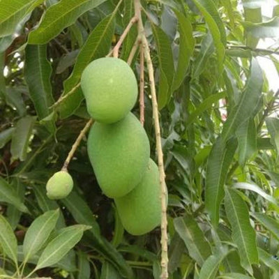 Safeda Mango Grafted Plant