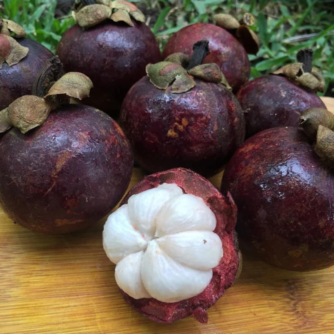 Purple Mangosteen Grafted Tree