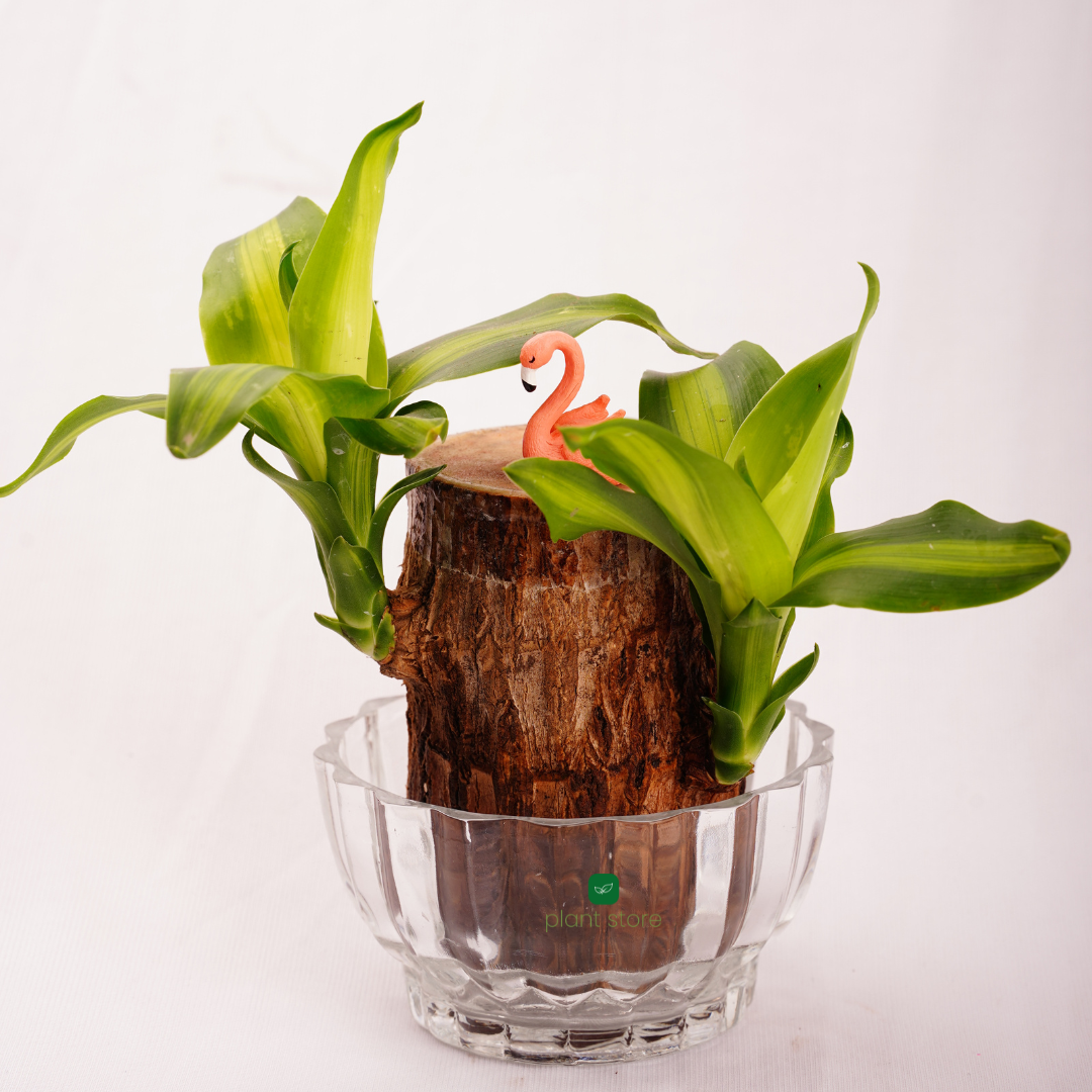 Brazilian Wood Plant - Bloomed - plant store® 