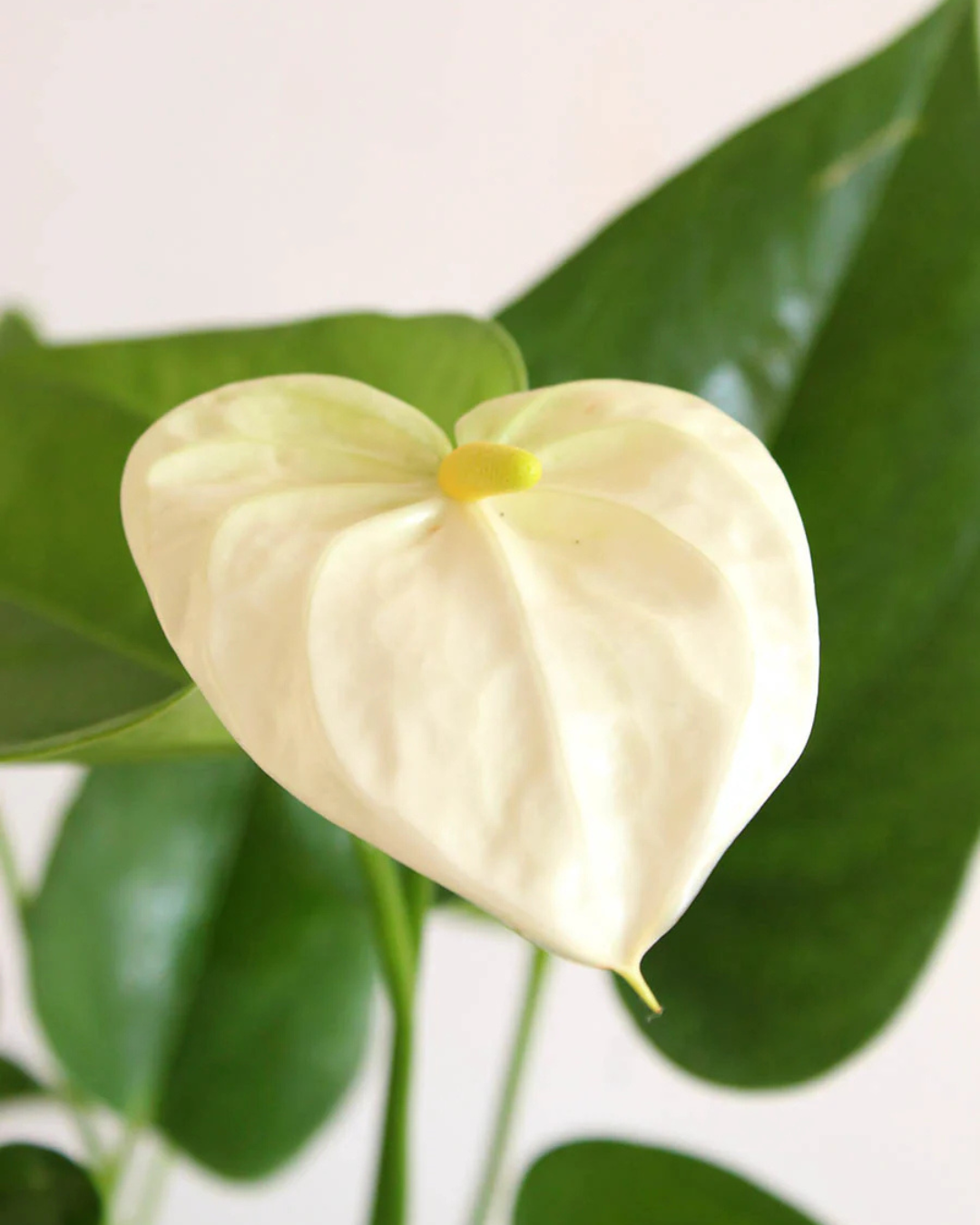 Anthurium Plants (with minimum 2 flowers)