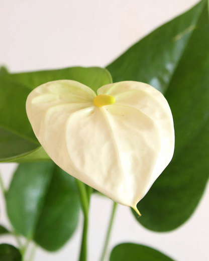 Anthurium Plants (with minimum 2 flowers)