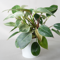 Philodendron Birkin