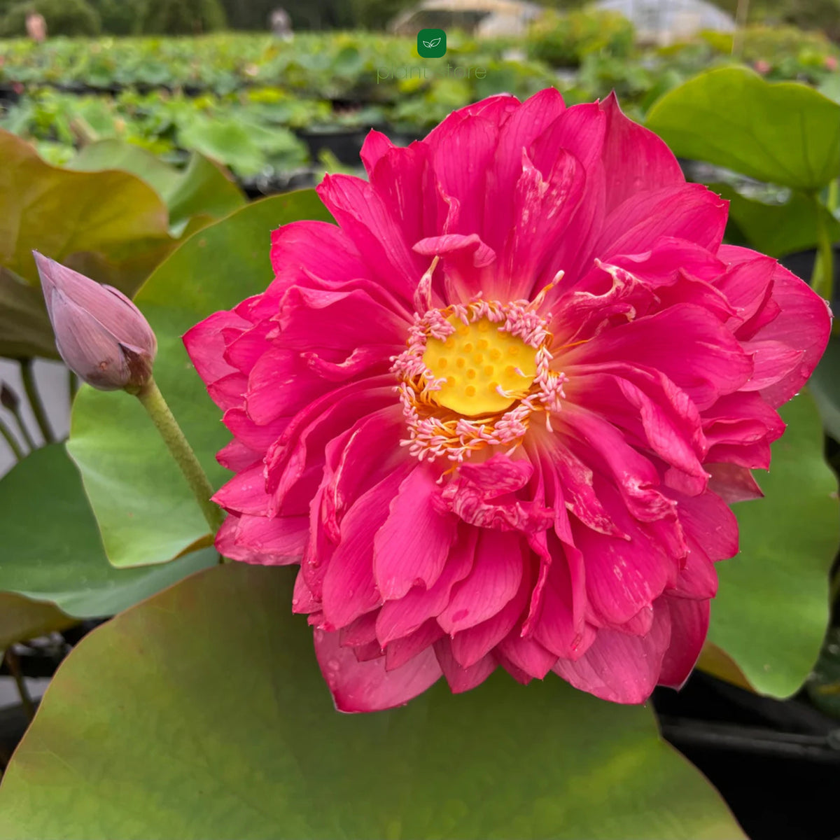 Lotus Red Philip Tuber - plant store® 