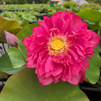Lotus Red Philip Tuber - plant store® 