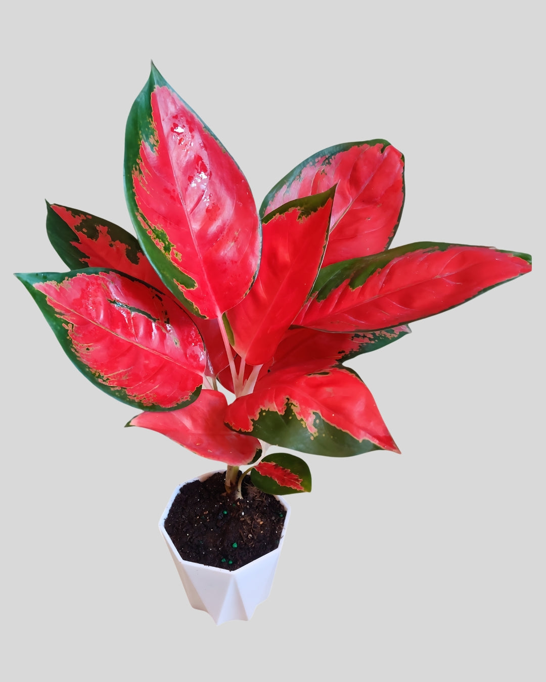 Aglaonema Thai Pink Beauty