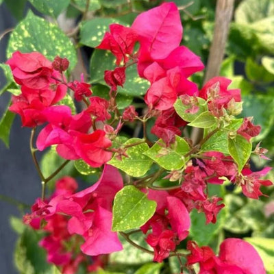 Red Diamond Bougainvillea