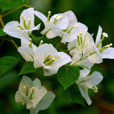Pune White Bougainvillea