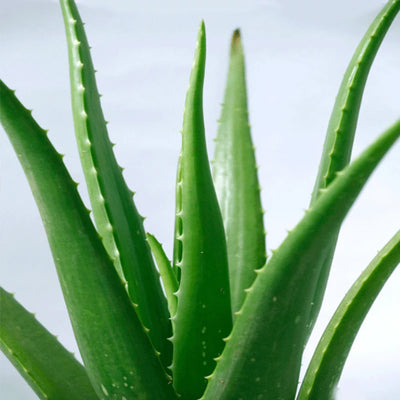 Aloe Vera - Potted Plant