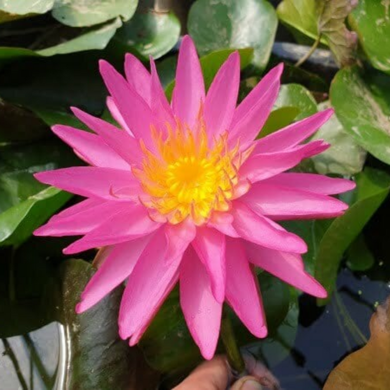 Pink Silk Waterlily