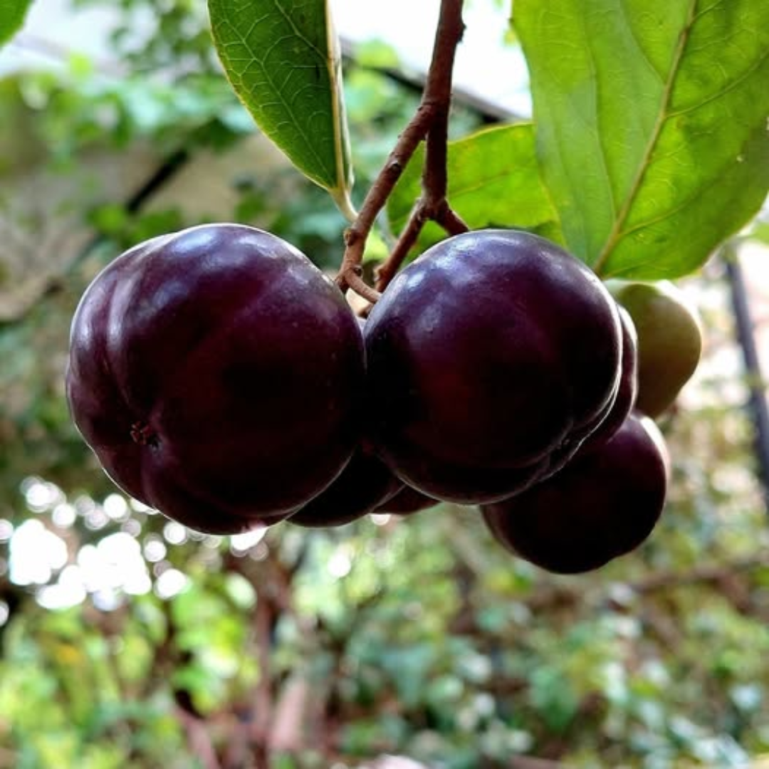 Tennis Ball Cherry Grafted Tree