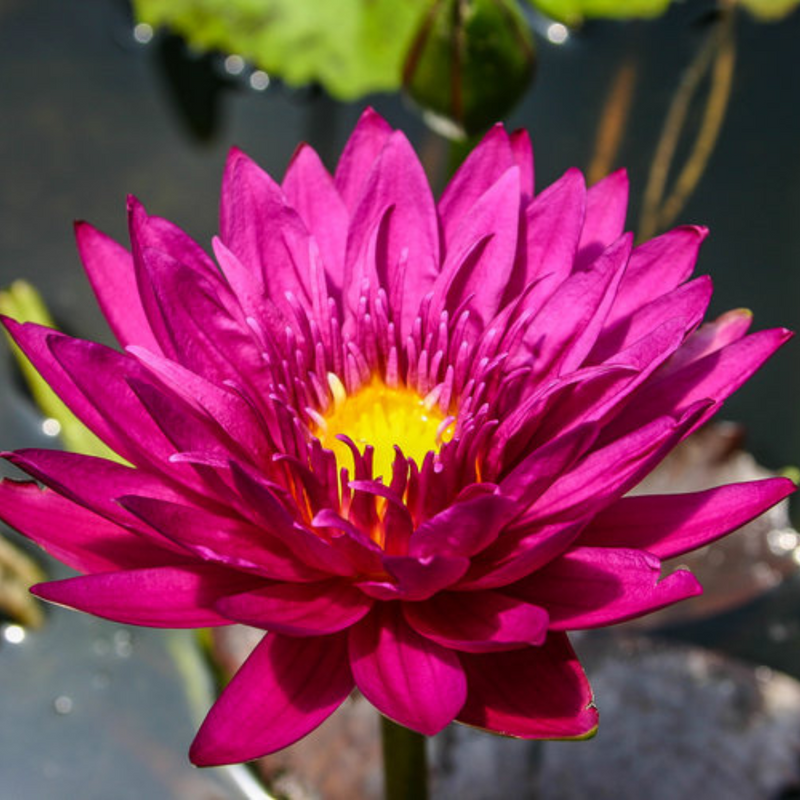 Bull's Eye Tropical Waterlily