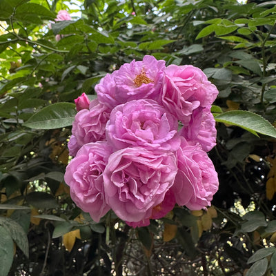 Button/Miniature Rose Combo of 5 Plants (Mixed Colours- Large Size Plants)