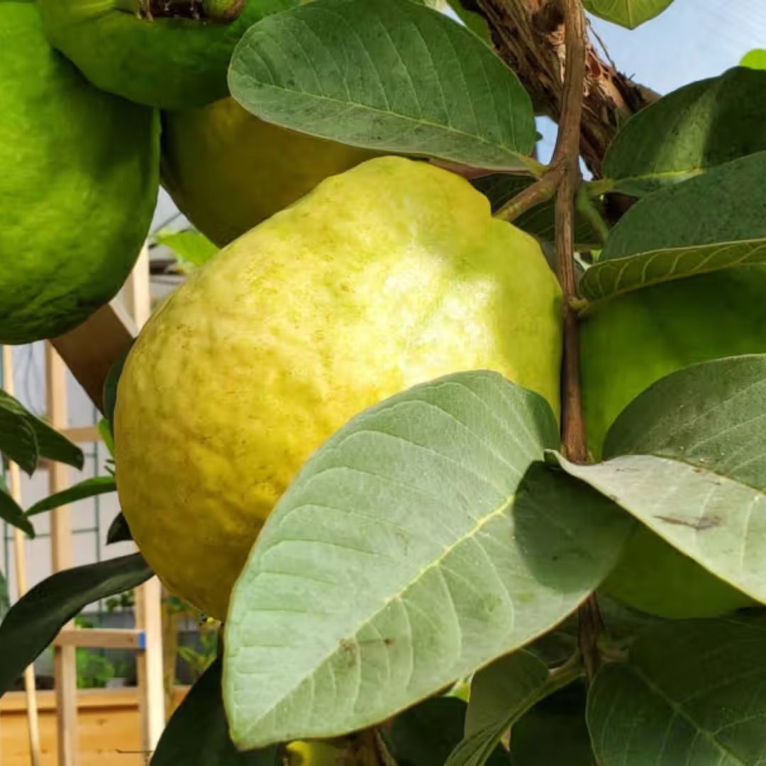 Thai Golden 8 Guava Grafted Plant