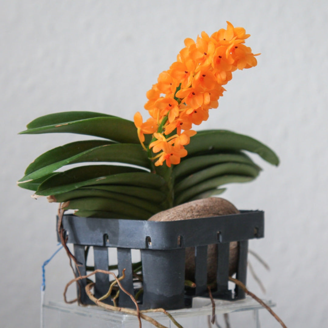 Ascocentrum Miniatum (Blooming Size)