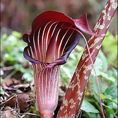 Snake Lily Flowering Bulbs (Black)