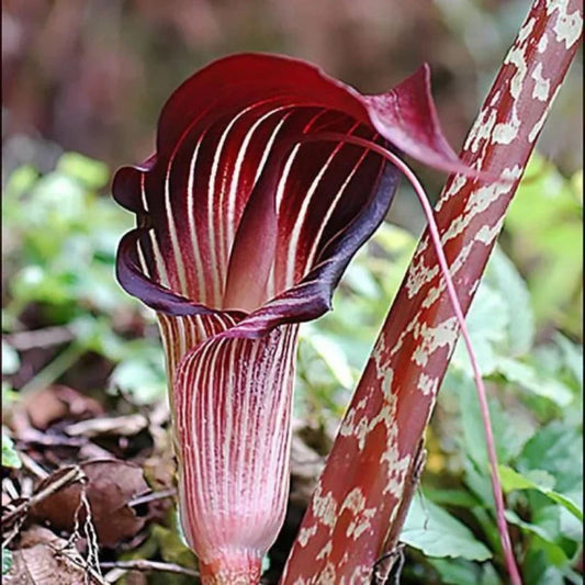 Snake Lily Flowering Bulbs (Black)