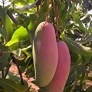 Red Banana Mango Grafted Tree