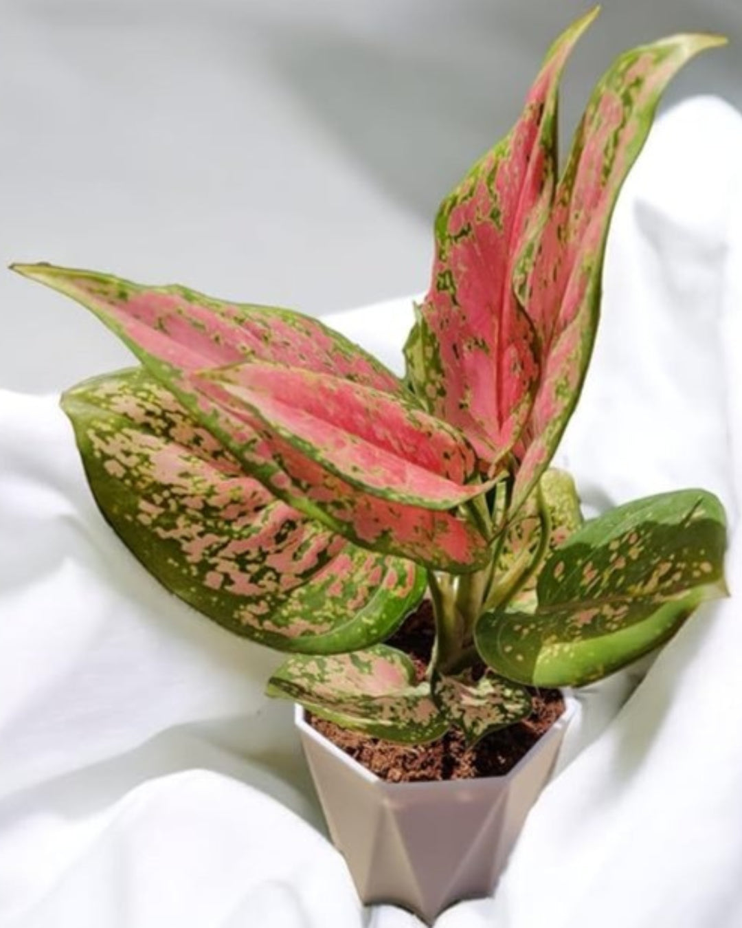 Aglaonema Lady Valentine