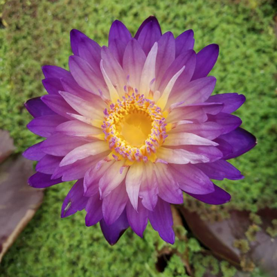Nimitmai Tropical Waterlily