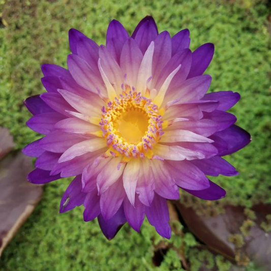 Nimitmai Tropical Waterlily