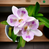 Cattleya Chantly Lace Hybrid Blooming Size - plant store® 