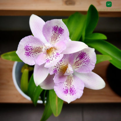 Cattleya Chantly Lace Hybrid Blooming Size