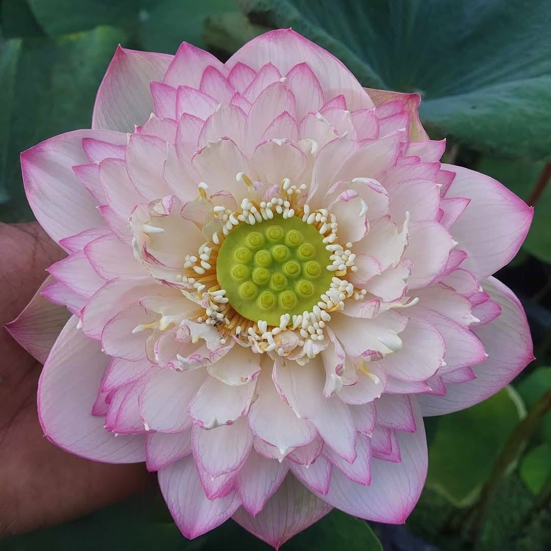 Q189 Lotus Tuber