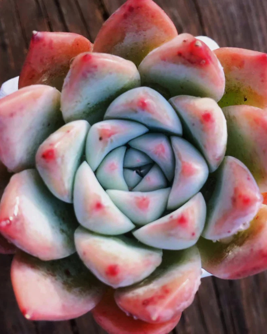 Echeveria "Alba Beauty"(Bare Rooted)