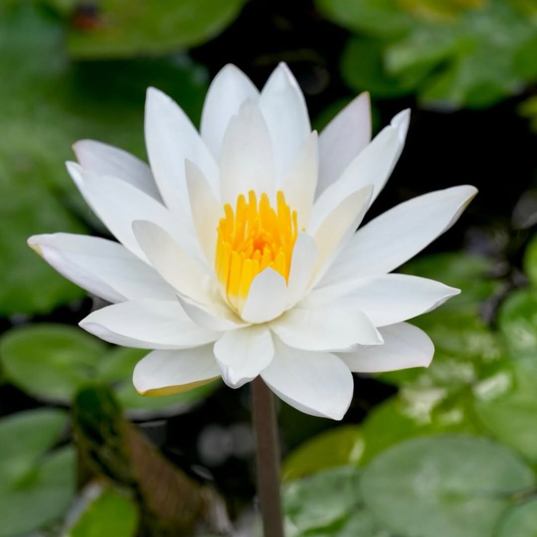 Assorted Tropical Waterlily (Pack of 3)