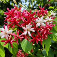 Madhu Malti Double Petal Flowering Plant