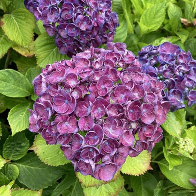Panicle Hydrangea Plant (Assorted Colour)