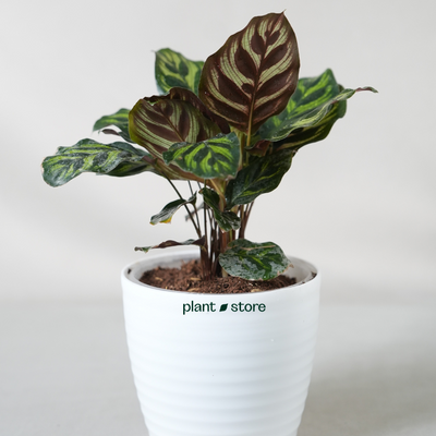 Calathea Peacock Makoyana