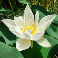 Foreigner Lotus Tuber