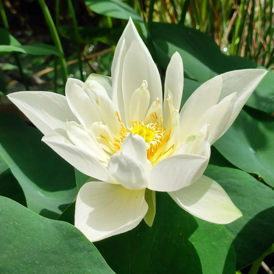 Foreigner Lotus Tuber