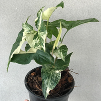 Syngonium Albo Variegated