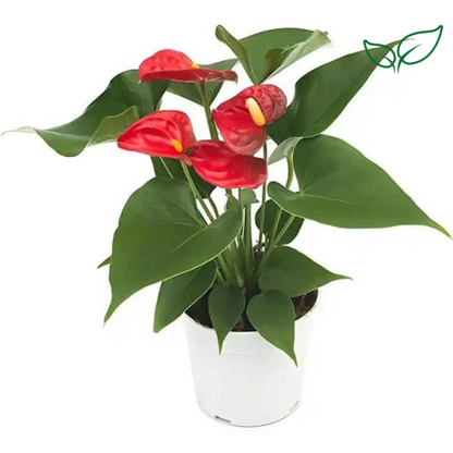 Anthurium Red Flowering Plant Holland Imported Variety with Flowers