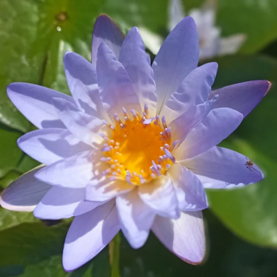 Macrantha Tropical Waterlily