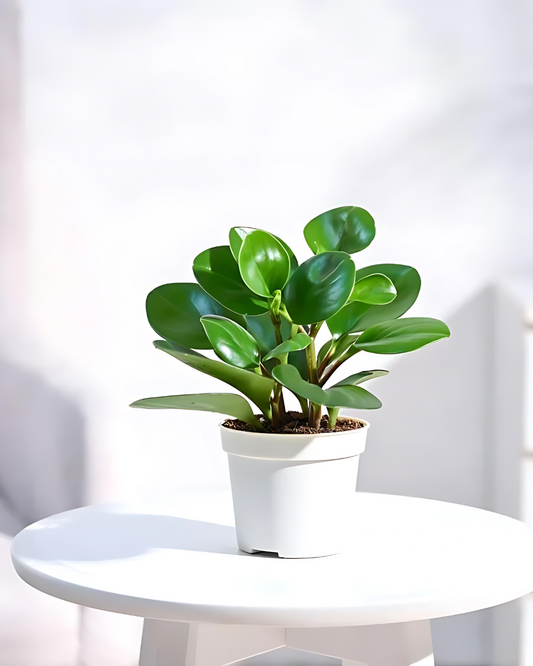 Peperomia Green Plant